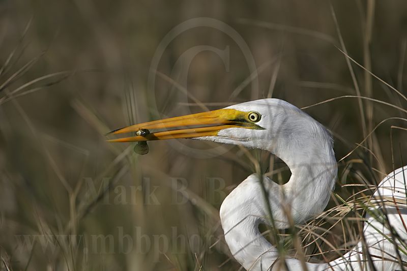 4146538-Great Egret.jpg