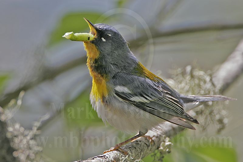 4266375-Northern Parula.jpg