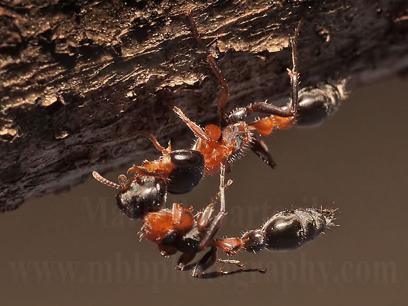4067470-Pseudomyrmex gracilis.jpg