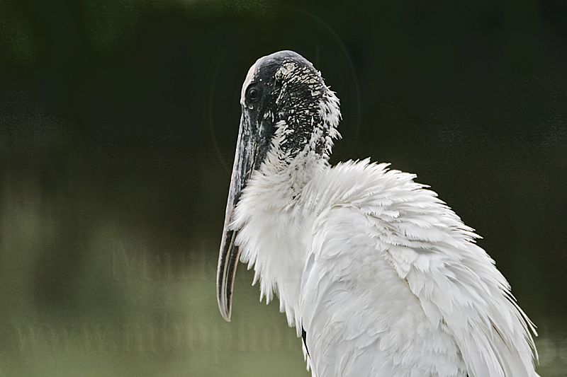_MG_5806_Wood_stork..jpg