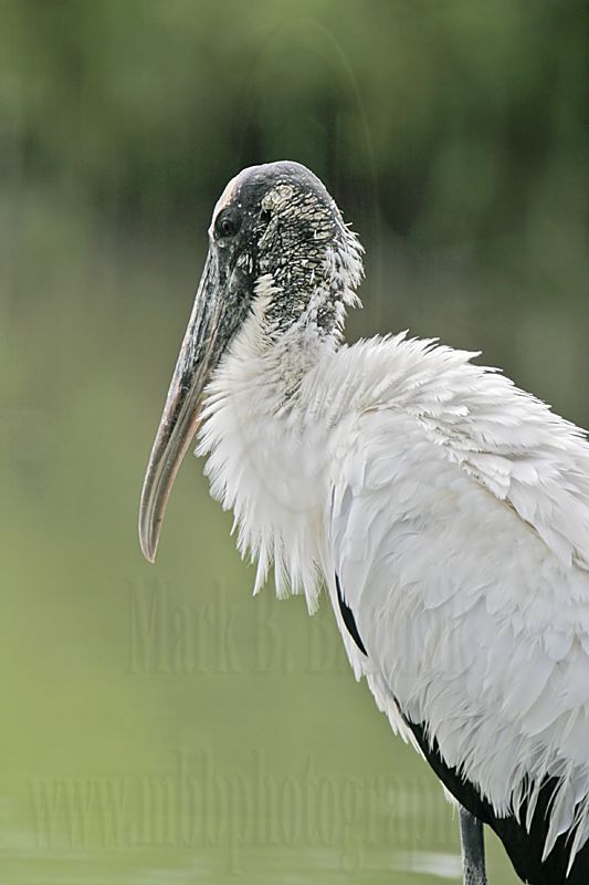 _MG_5810_Wood_stork..jpg