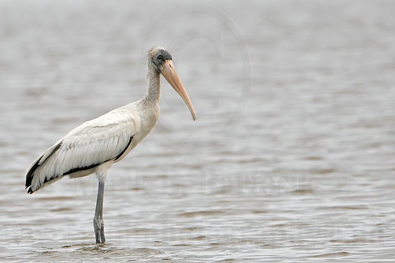 _MG_6342_Wood_stork..jpg