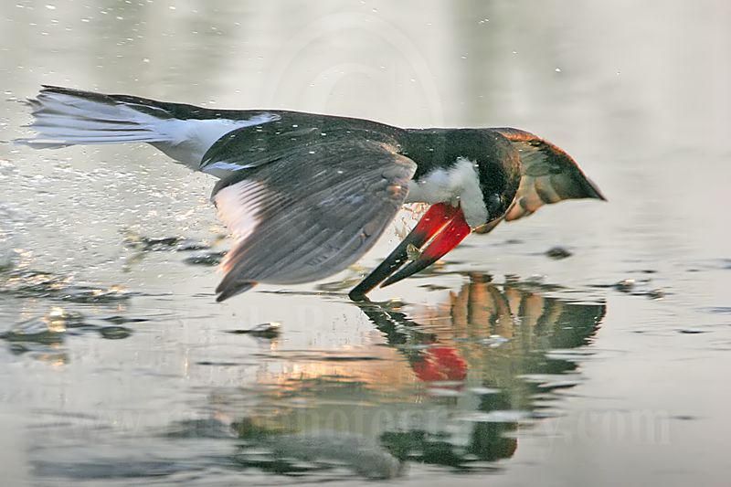 _MG_7921-Black Skimmer.jpg