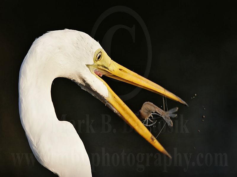 _MG_8337-Great Egret.jpg