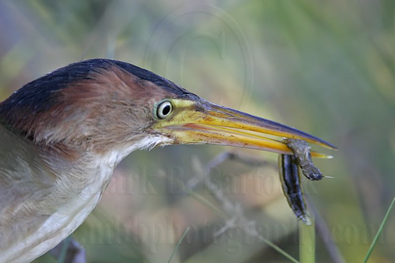 Least_Bittern_MG_5806.jpg