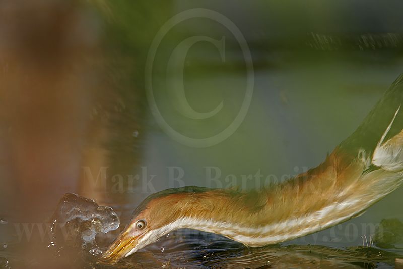 Least_Bittern_MG_7215.jpg