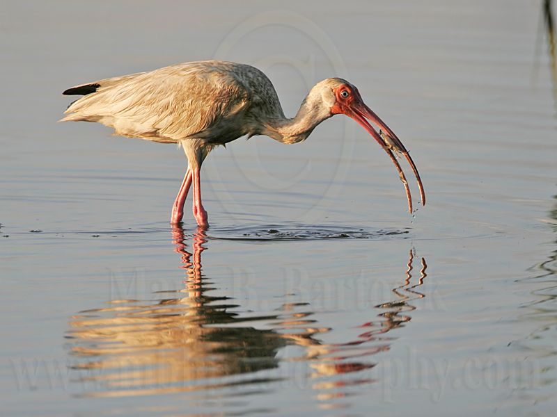 _MG_4526_White_Ibis.jpg