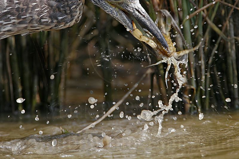 _MG_1253 Yellow-crowned Night-Heron.jpg