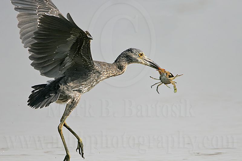 _MG_1333 Yellow-crowned Night-Heron.jpg