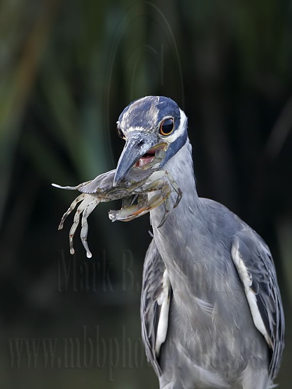 _MG_5948 Yellow-crowned Night-Heron.jpg