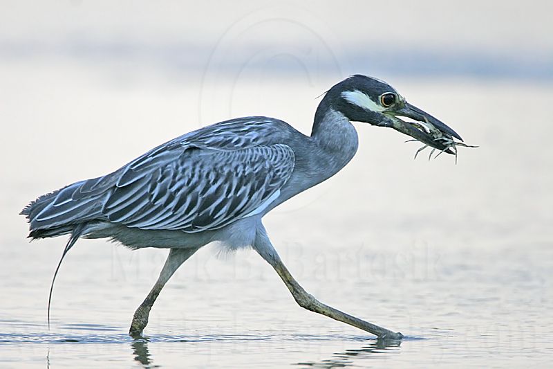 _MG_7809 Yellow-crowned Night-Heron.jpg
