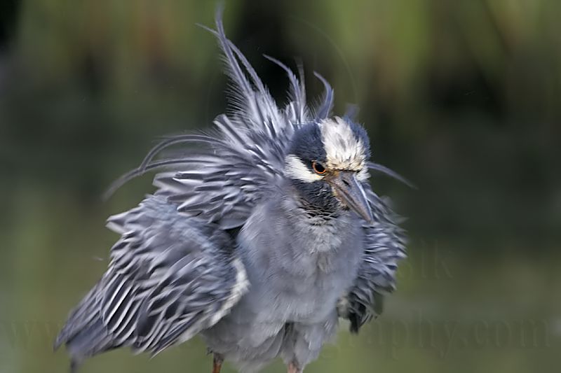 _MG_7909 Yellow-crowned Night-Heron.jpg
