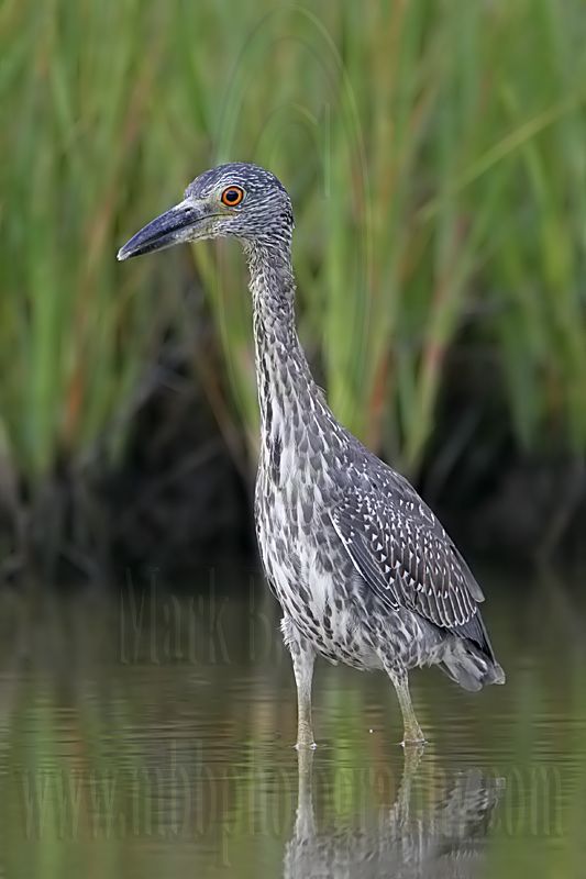 _MG_8364 Yellow-crowned Night-Heron.jpg