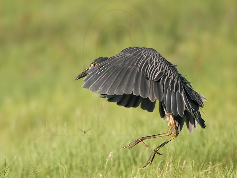 _MG_8566 Yellow-crowned Night-Heron.jpg