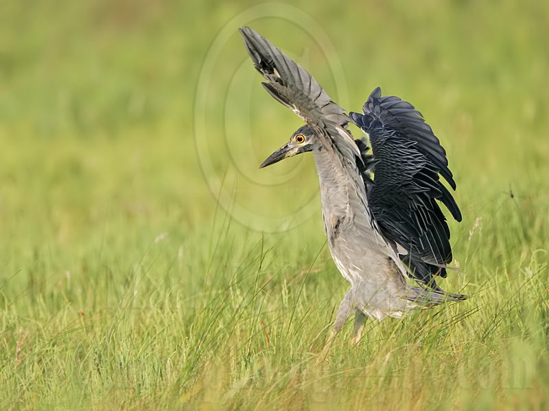 _MG_8567 Yellow-crowned Night-Heron.jpg