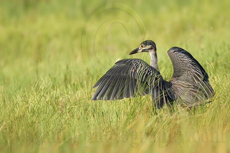 _MG_8568 Yellow-crowned Night-Heron.jpg