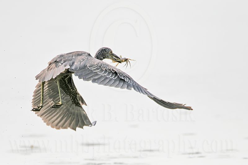 _MG_8789 Yellow-crowned Night-Heron.jpg