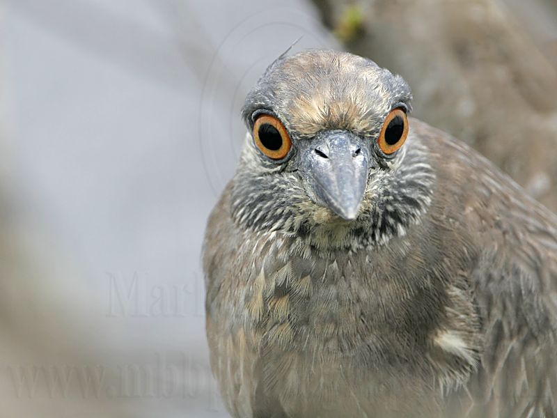 _MG_8929 Yellow-crowned Night-Heron.jpg