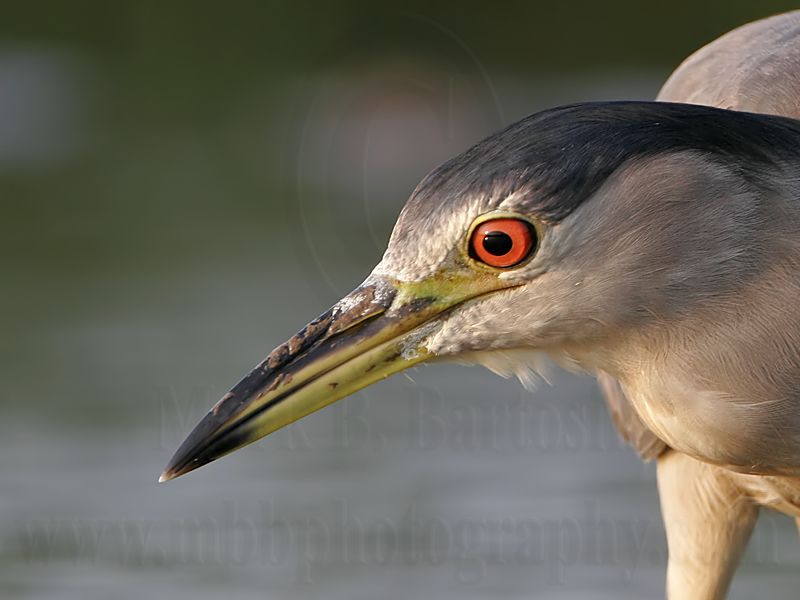 _MG_0152 Black-crowned Night-Heron.jpg