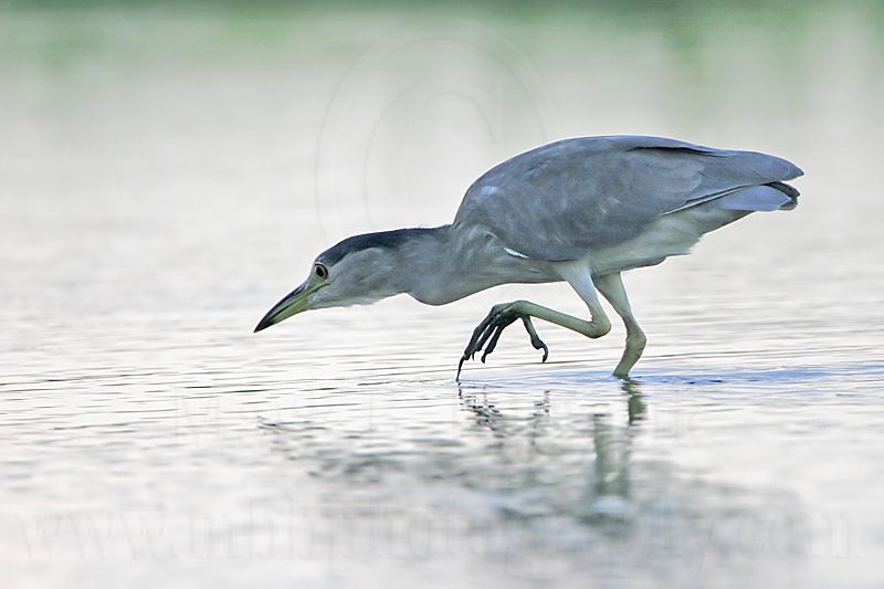 _MG_8099 Black-crowned Night-Heron.jpg