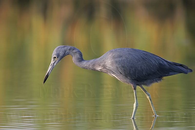 _MG_0291 Little Blue Heron.jpg