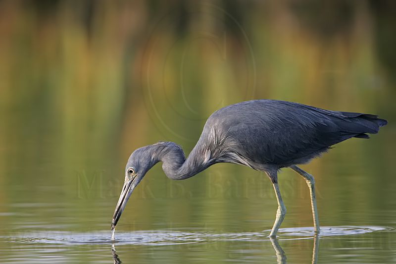 _MG_0294 Little Blue Heron.jpg