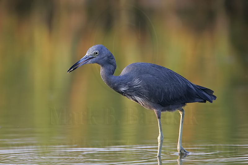 _MG_0299 Little Blue Heron.jpg