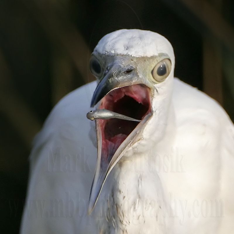 _MG_2914crop Little Blue Heron.jpg