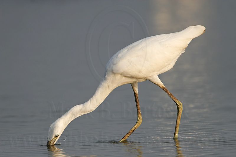 _MG_4039 Little Blue Heron.jpg