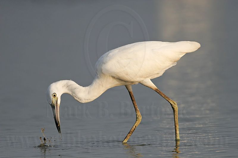 _MG_4040 Little Blue Heron.jpg