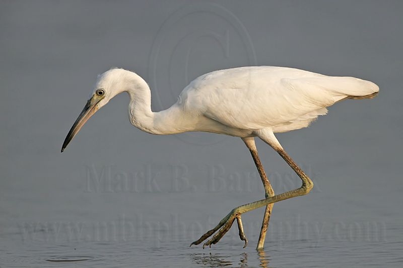 _MG_4054 Little Blue Heron.jpg