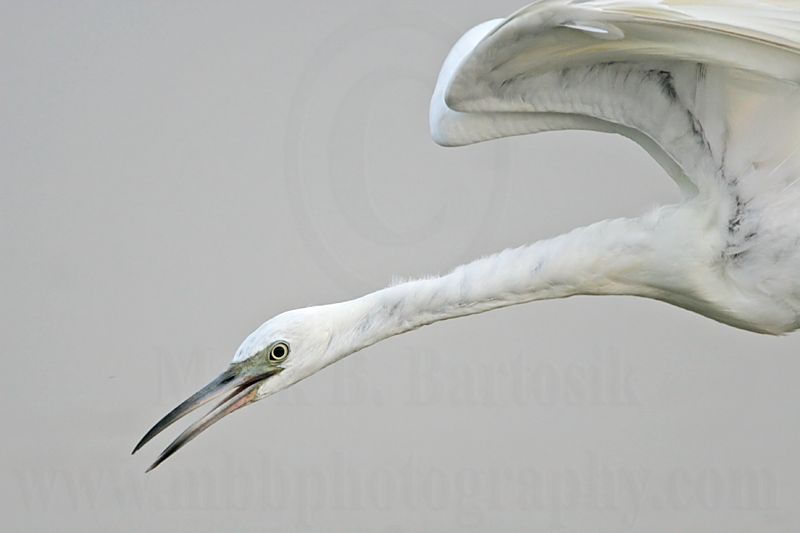 _MG_5836 Little Blue Heron.jpg