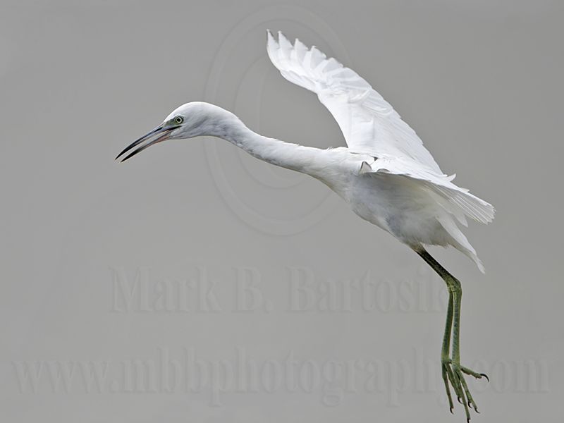 _MG_7924 Little Blue Heron.jpg