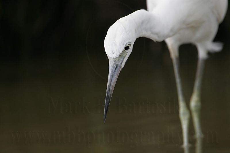 _MG_8214 Little Blue Heron.jpg