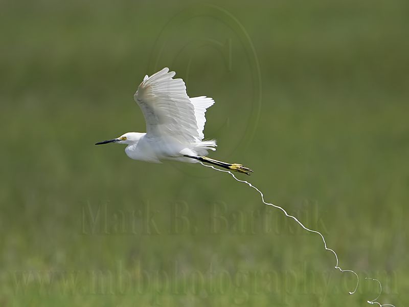 _MG_0692 Snowy Egret.jpg