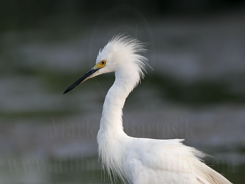 _MG_4872 Snowy Egret.jpg