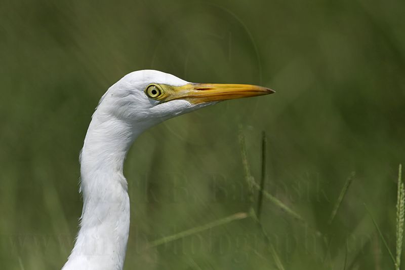 _MG_9679 Cattle Egret.jpg