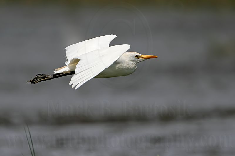 _MG_9749 Cattle Egret.jpg