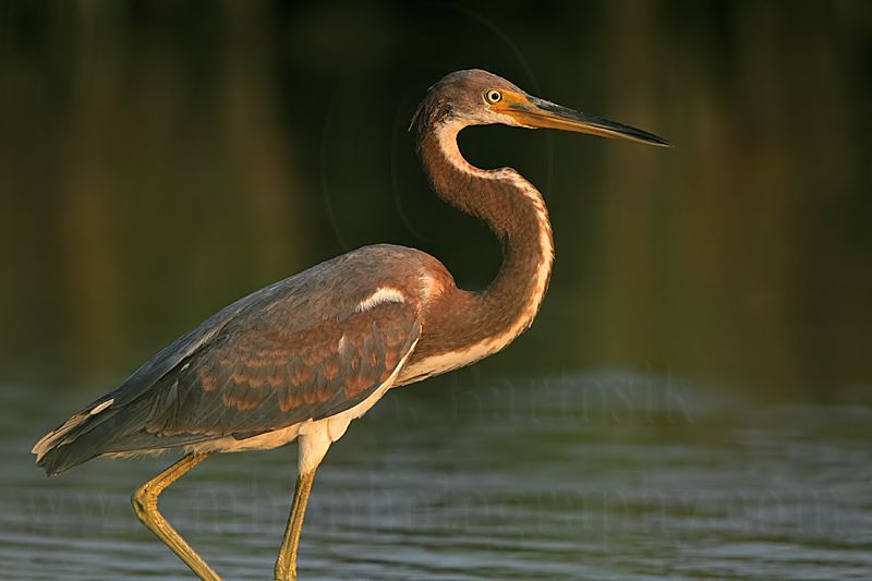 _MG_3305 Tricolored Heron.jpg