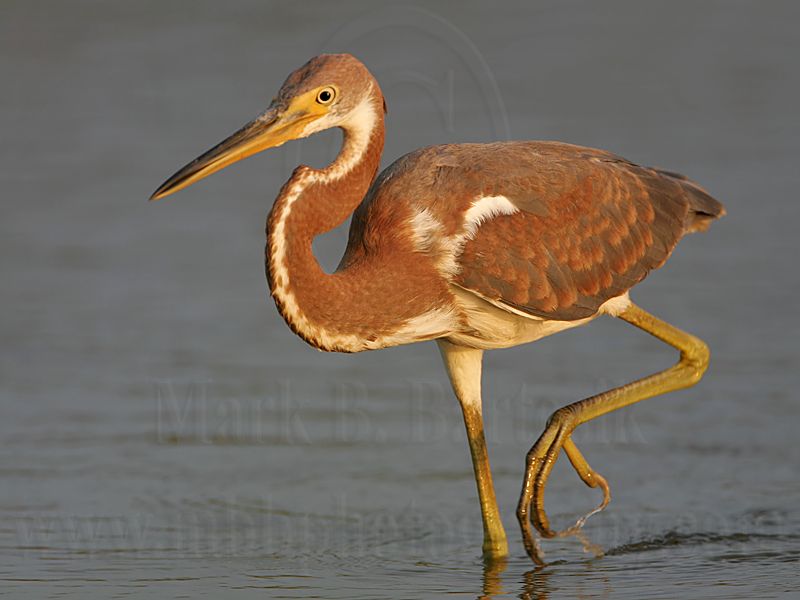_MG_3316 Tricolored Heron.jpg
