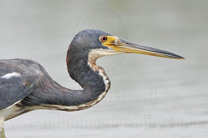 _MG_7804 Tricolored Heron.jpg