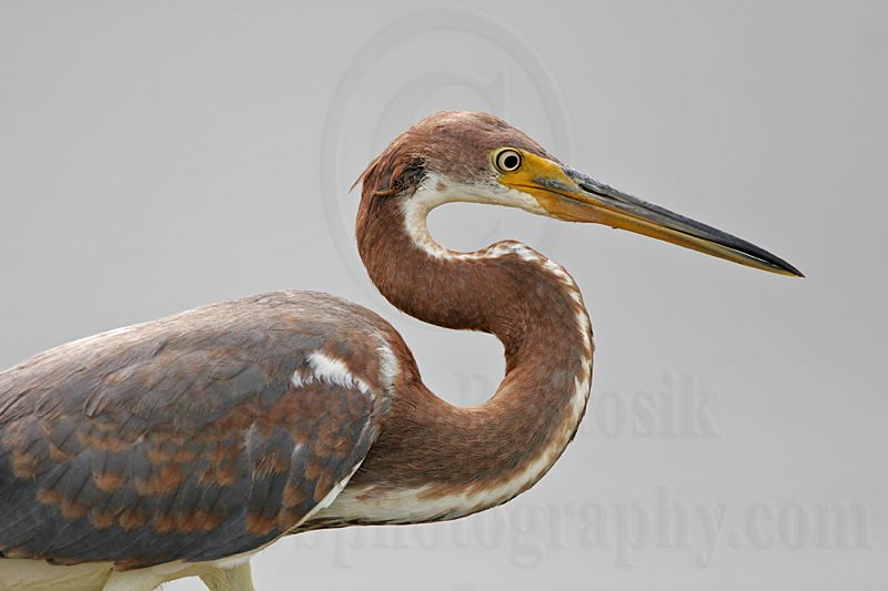 _MG_9064 Tricolored Heron.jpg