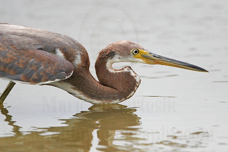 _MG_9070 Tricolored Heron.jpg