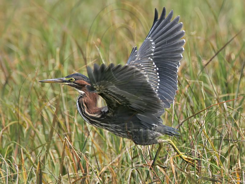 _MG_0600 Green Heron.jpg