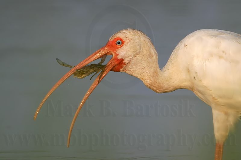 _MG_0192 White Ibis.jpg