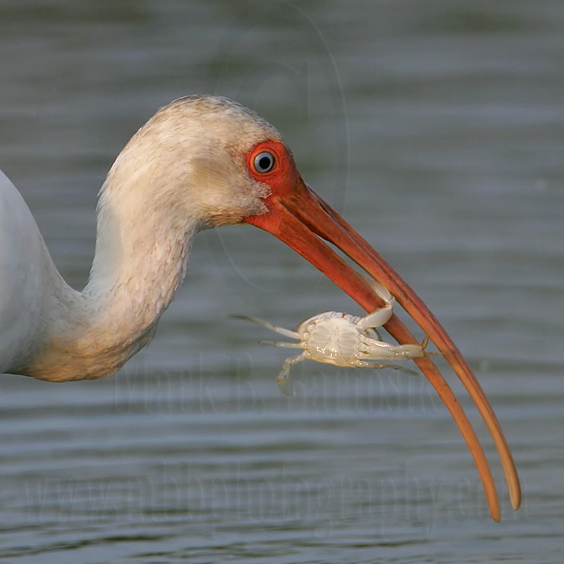 _MG_6515 White Ibis.jpg