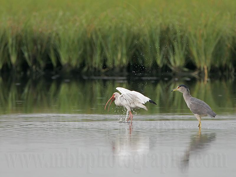 _MG_8360 White Ibis.jpg