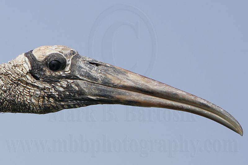 _MG_1442 crop Wood stork.jpg
