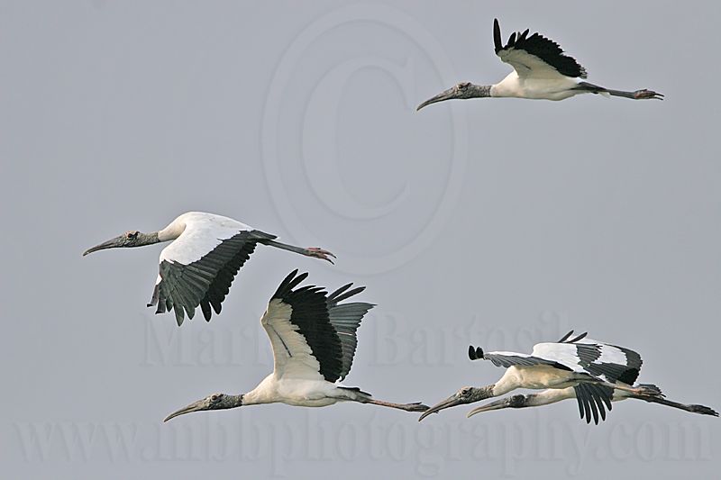_MG_8468 Wood stork.jpg