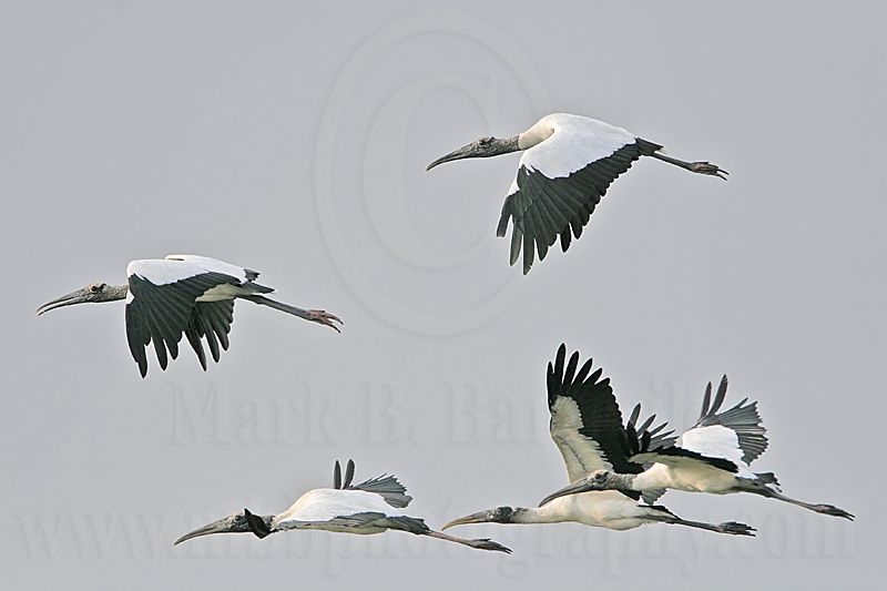 _MG_8470 Wood stork.jpg